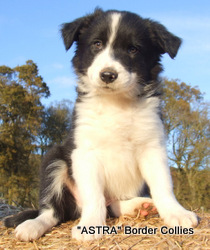 Black and White, medium coated border collie puppy, border collie puppy